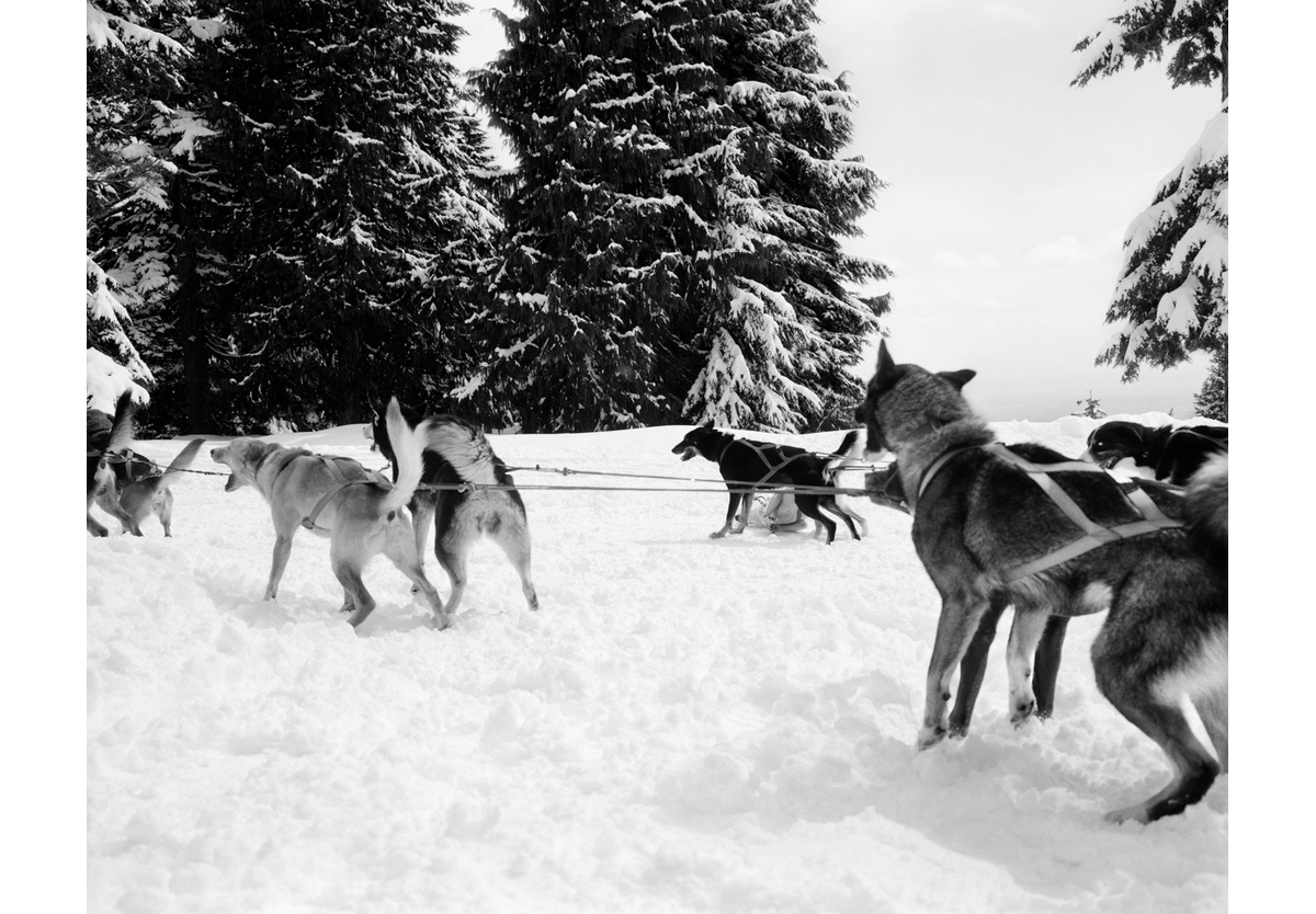  - Snow dogs, Vancouver, 2008