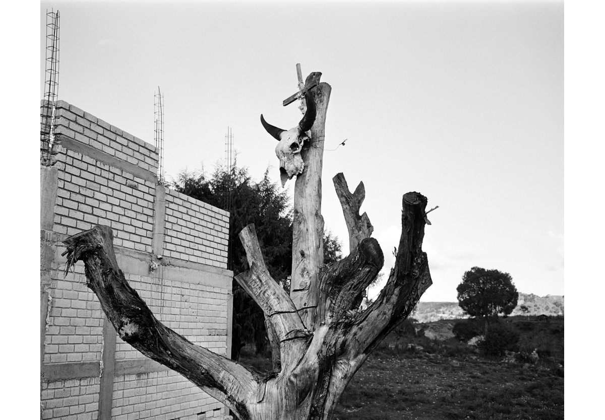  - Skull tree, Oaxaca, 2018