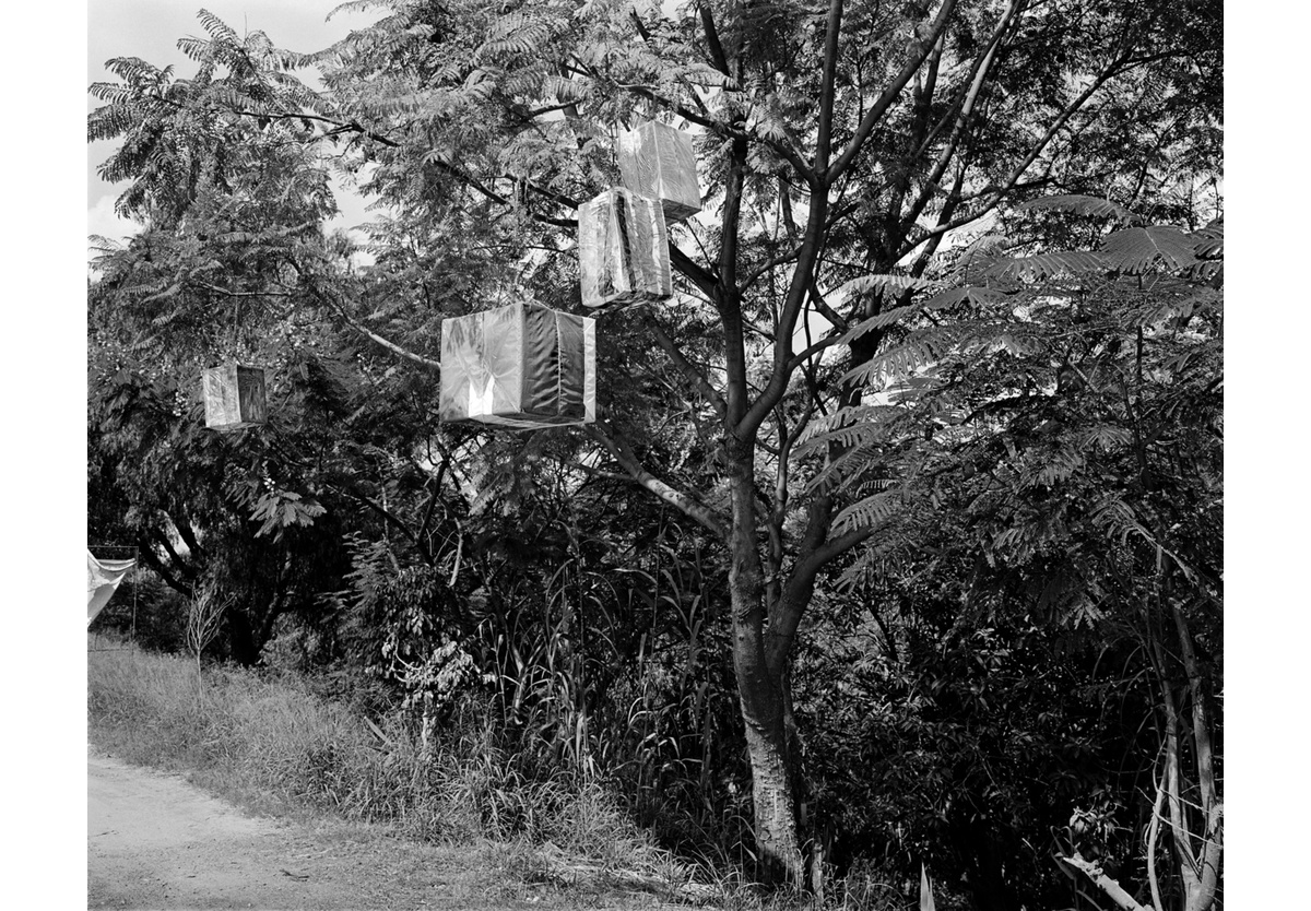  - The gifts in the trees, Oaxaca, 2018