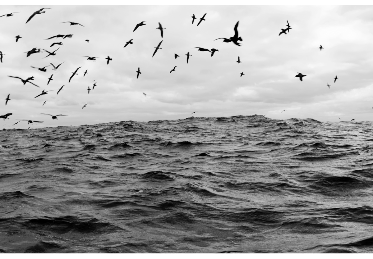  - Sea birds, Cape Point, 2018