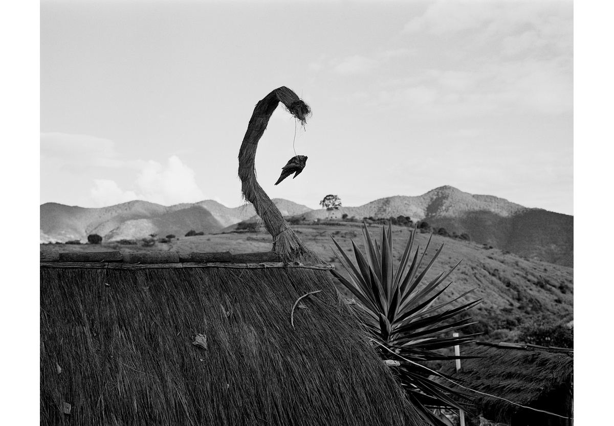  - Little bird, Oaxaca, 2018