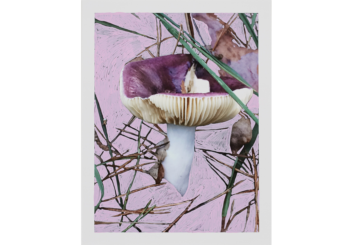  - Russula Coerulea, 2017