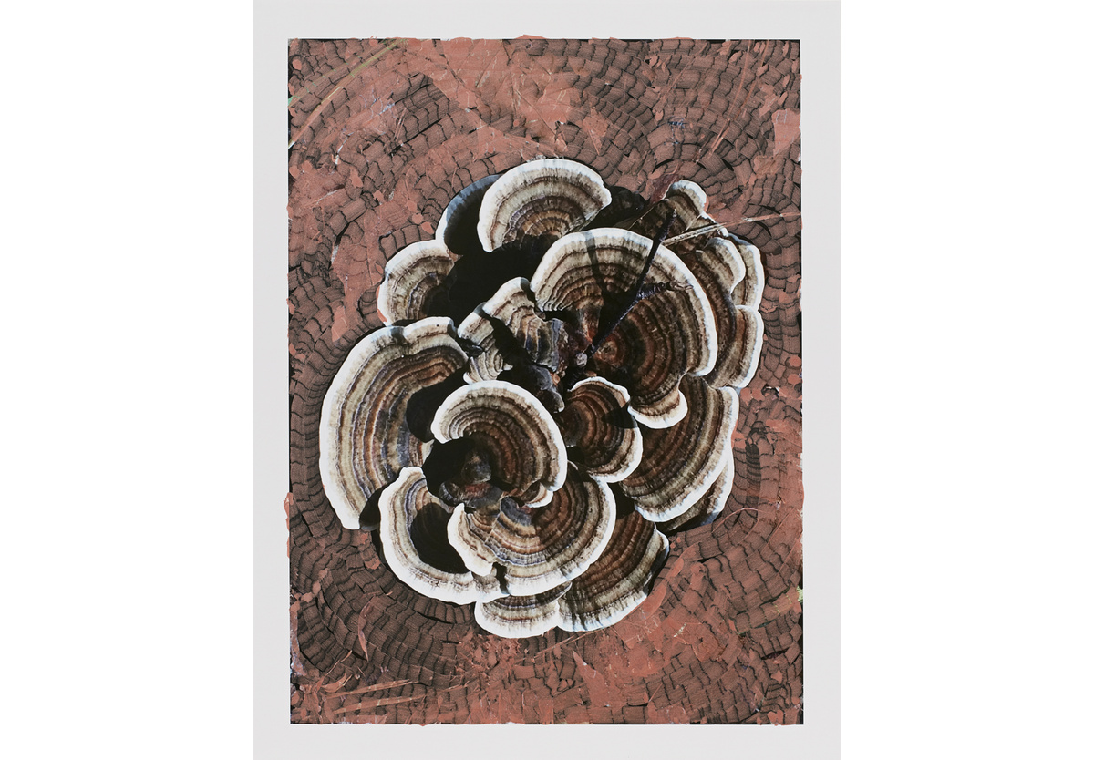  - Trametes Versicolor, 2017