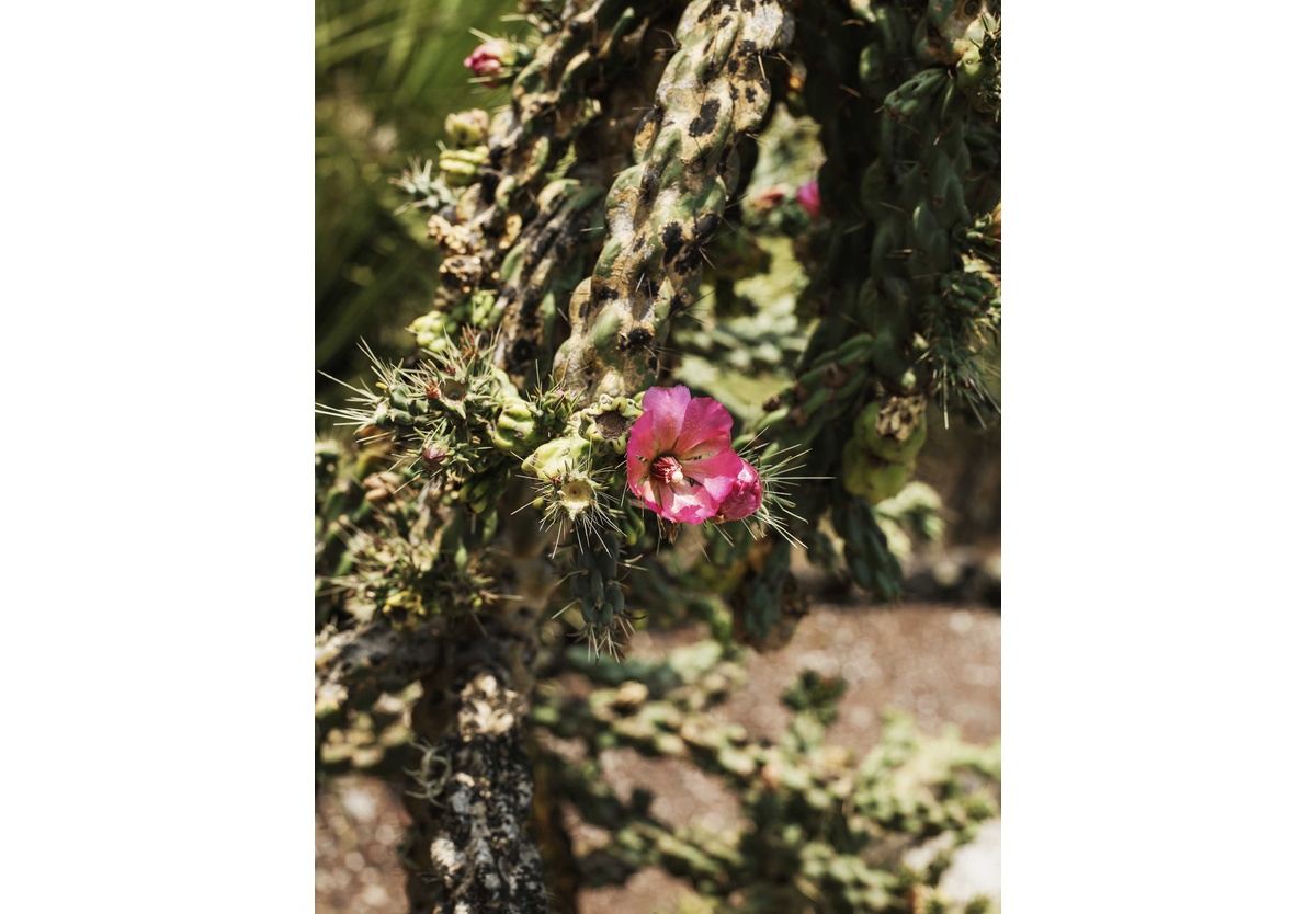  - Spring blossom. Mexico City, 2019, 