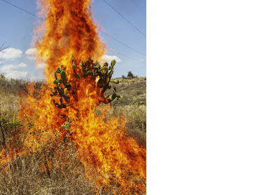 Burning bush. Oaxaca de Juárez