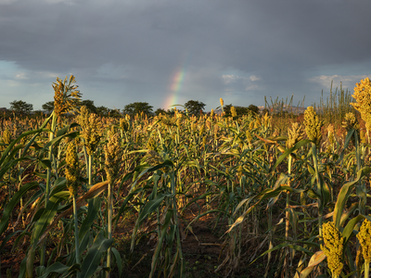 Growing mealies outside Mazvihwa, Zimbabwe