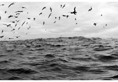 Sea birds, Cape Point